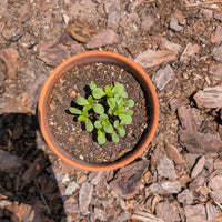 PURPLE Spring Tee - Be Kind to Everyone®