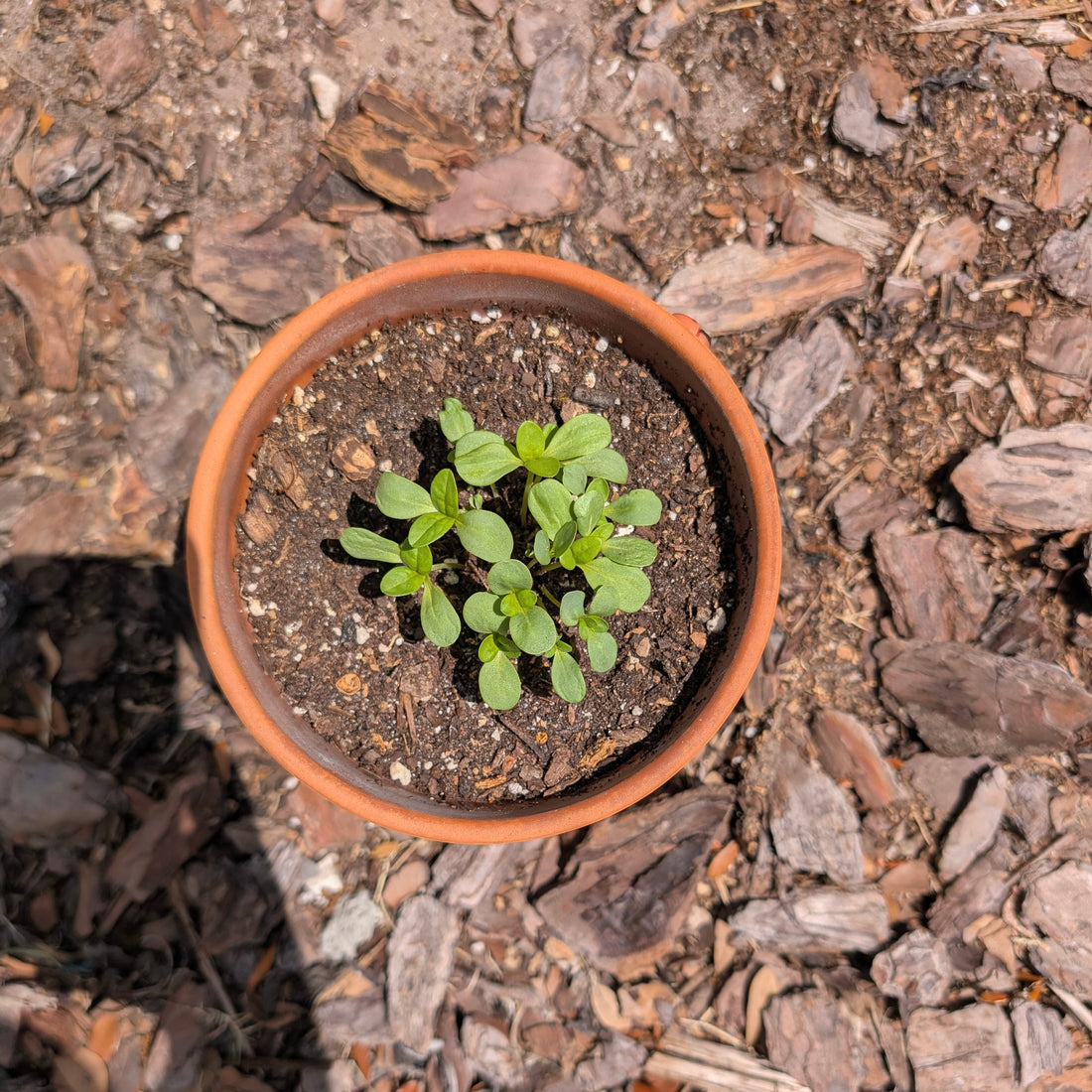 PURPLE Spring Tee - Be Kind to Everyone®